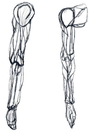 Shoulder and arm (muscles)