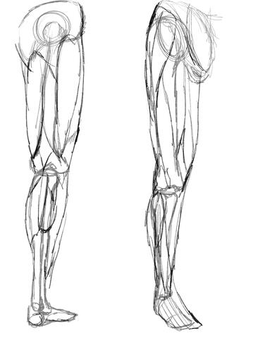 Leg and pelvis (muscles)
